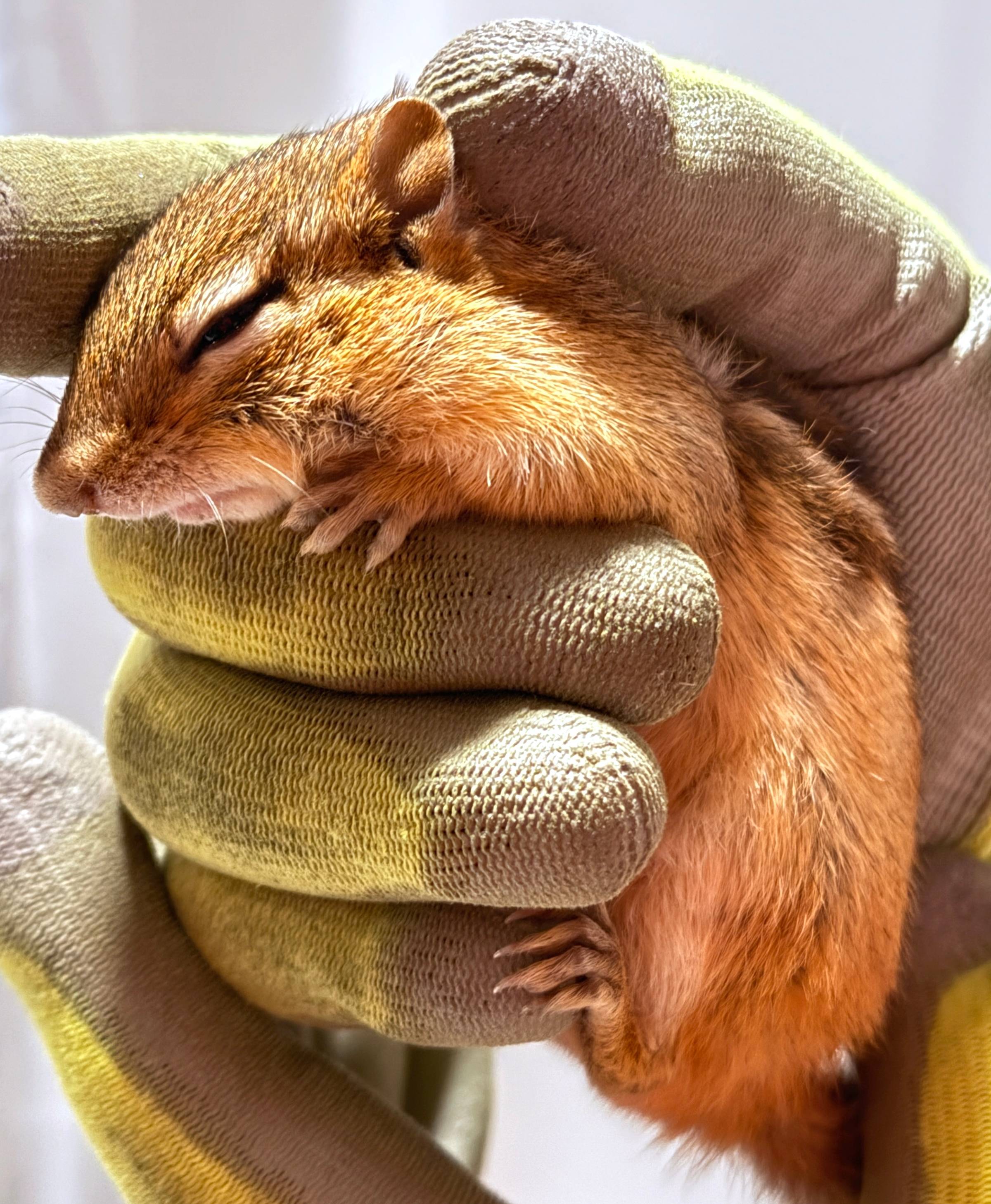 photo of 'Peanut' the chipmunk