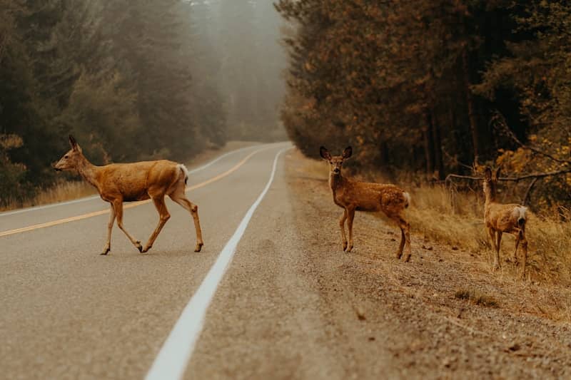 Deer crossing a road in a forest