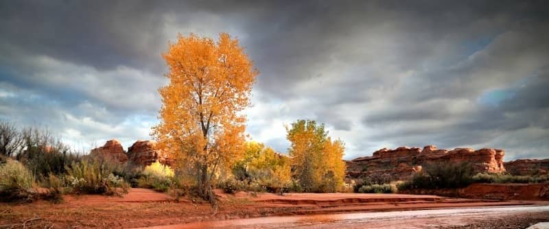 Autumn trees in a desert landscape under dramatic sky