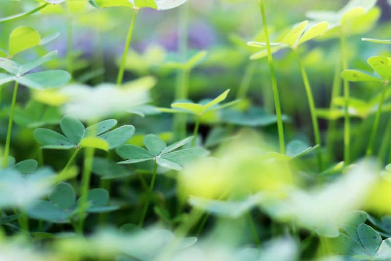 A close up of a bunch of green plants