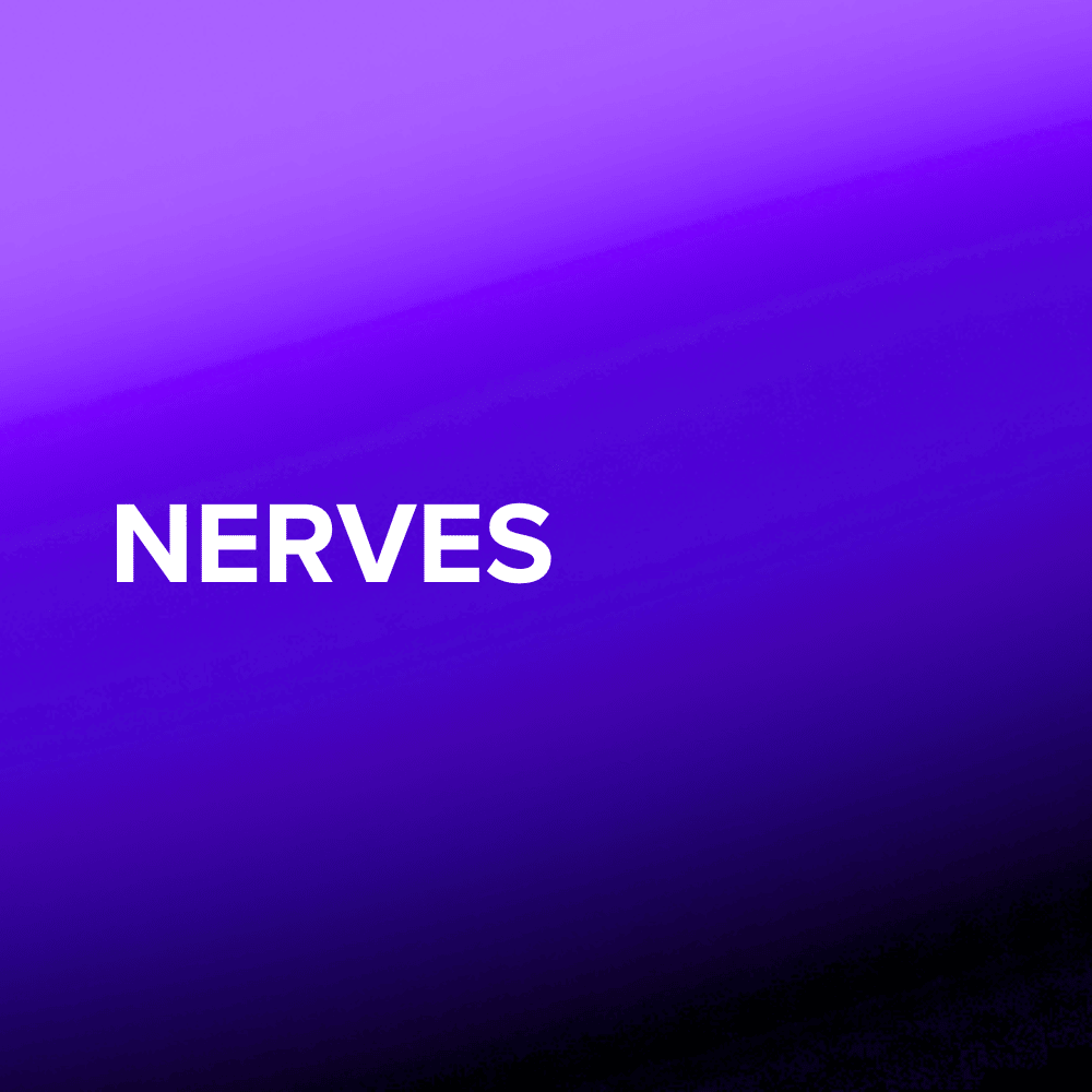 Nerves