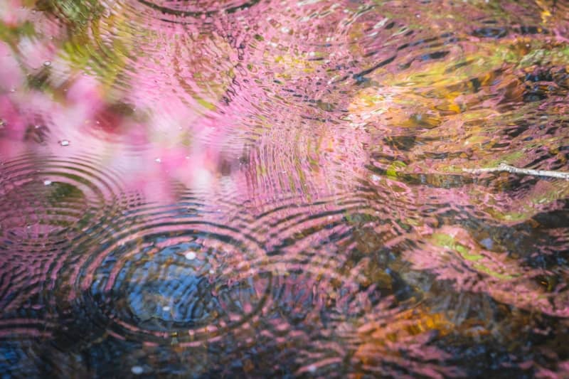 Ripples in water reflect pink flowers.