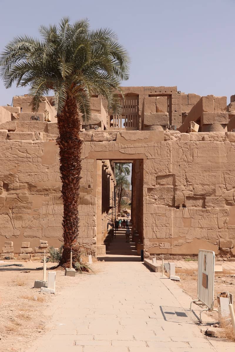 Palm tree stands before ancient egyptian temple entrance