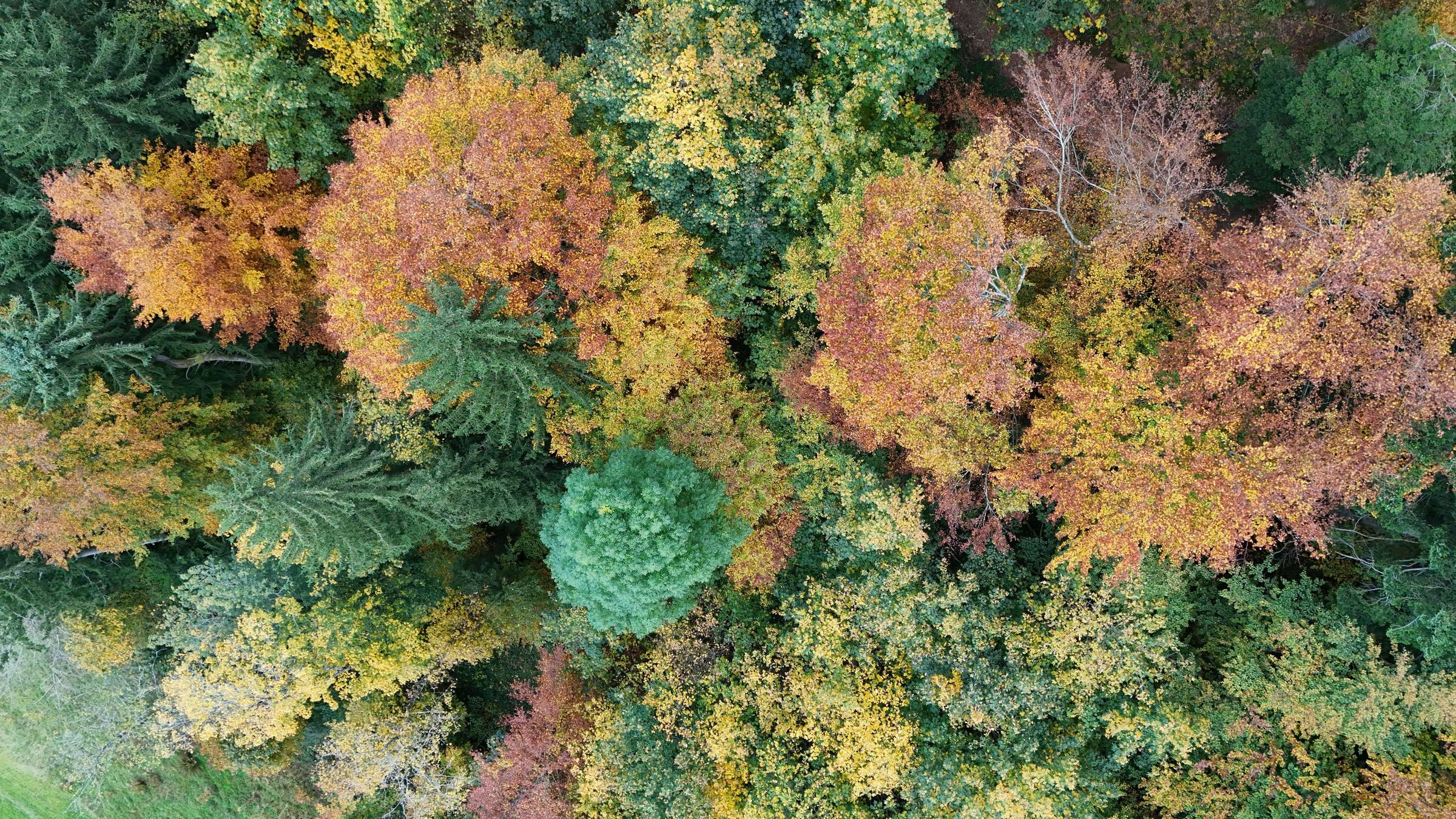 Buy us a Tree