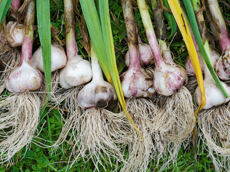 harvested garlic