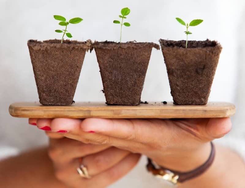 three green leafed plants
