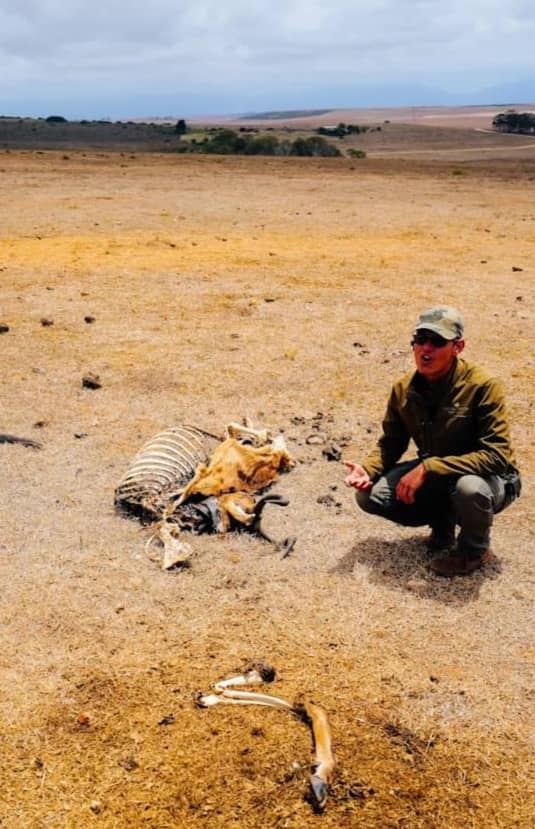 Man next to a zebra carcass in dry landscape