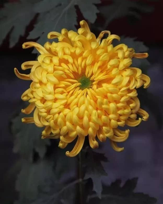 Brain and Brush 32 - La Flor que Florece en el Frío