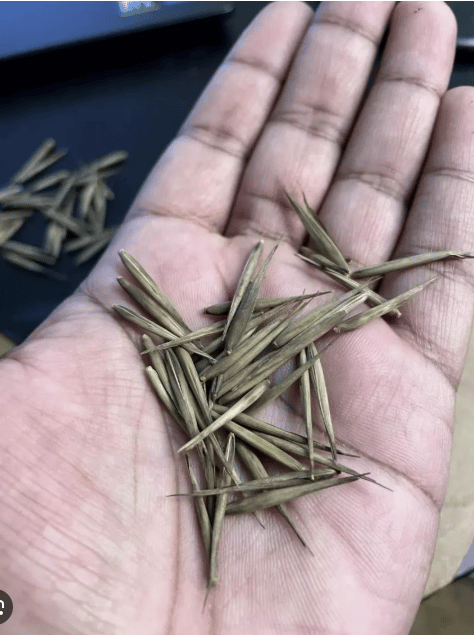     Brain and Brush 30 - El futuro se pinta con la tinta del presente