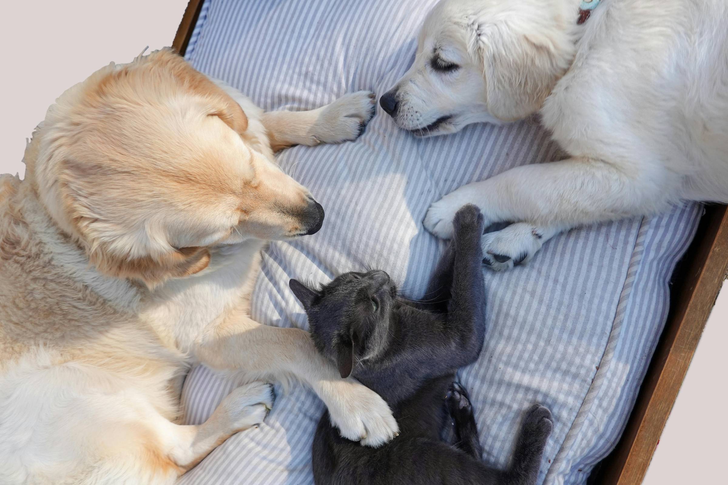 A light brown dog touching a black cat touching a white puppy in a happy circle on a light blue bed.