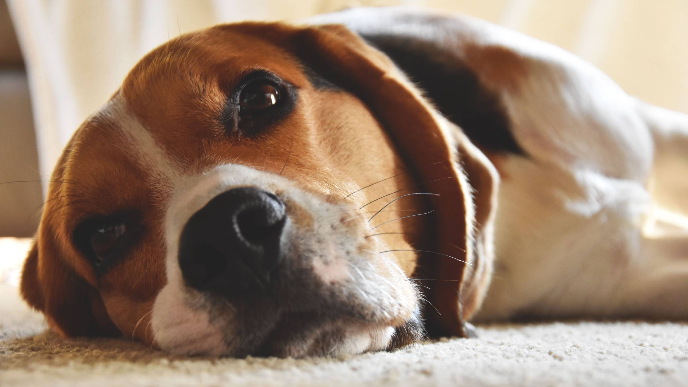 A sad looking brown and white with a black nose dog laying down
