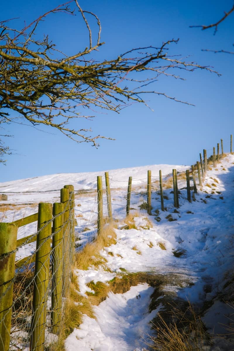 Snowy path with wooden fence and bare tree branch