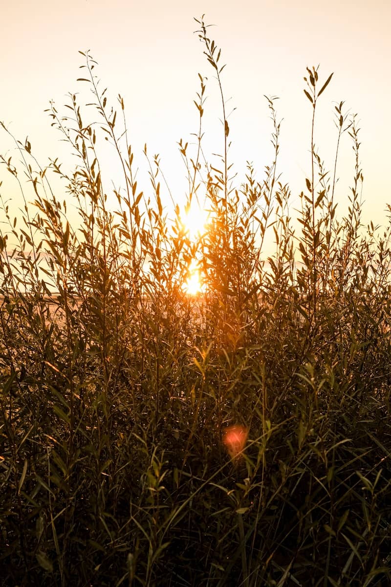 Sunlight filters through tall grass at sunset.