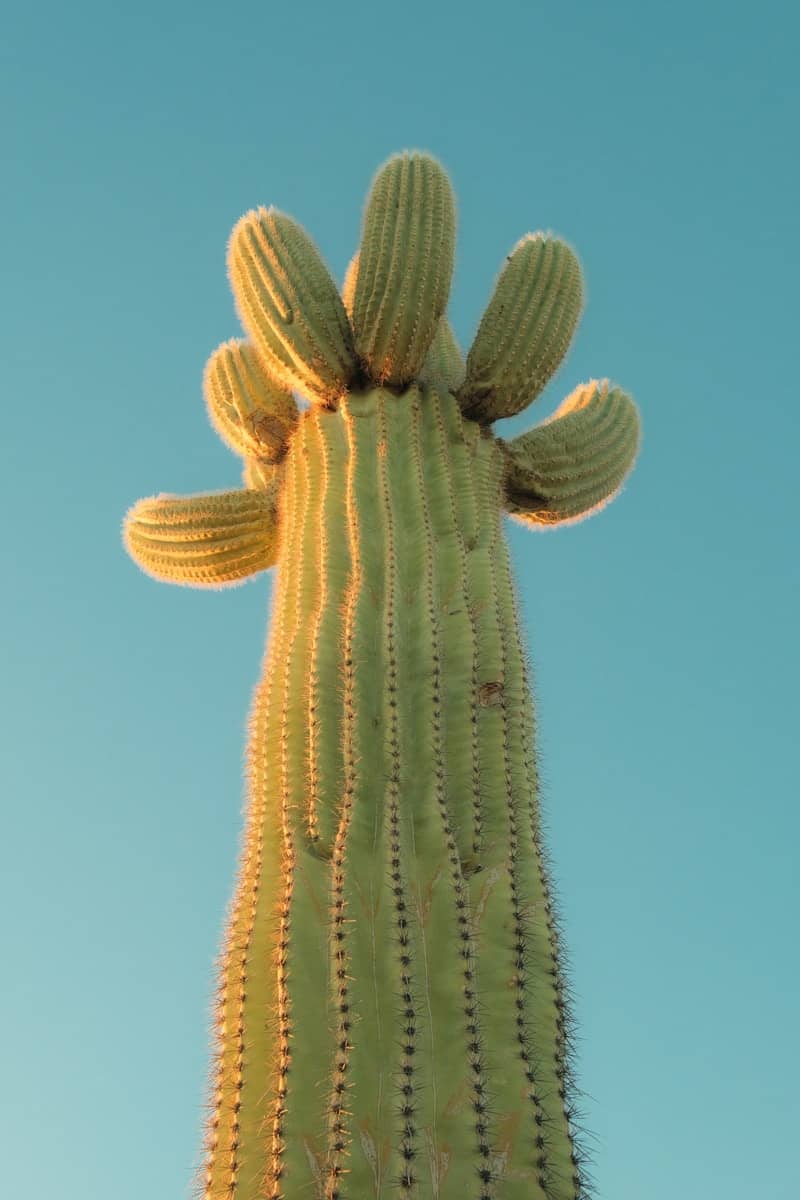 Saguaro cactus with arms reaching towards blue sky.