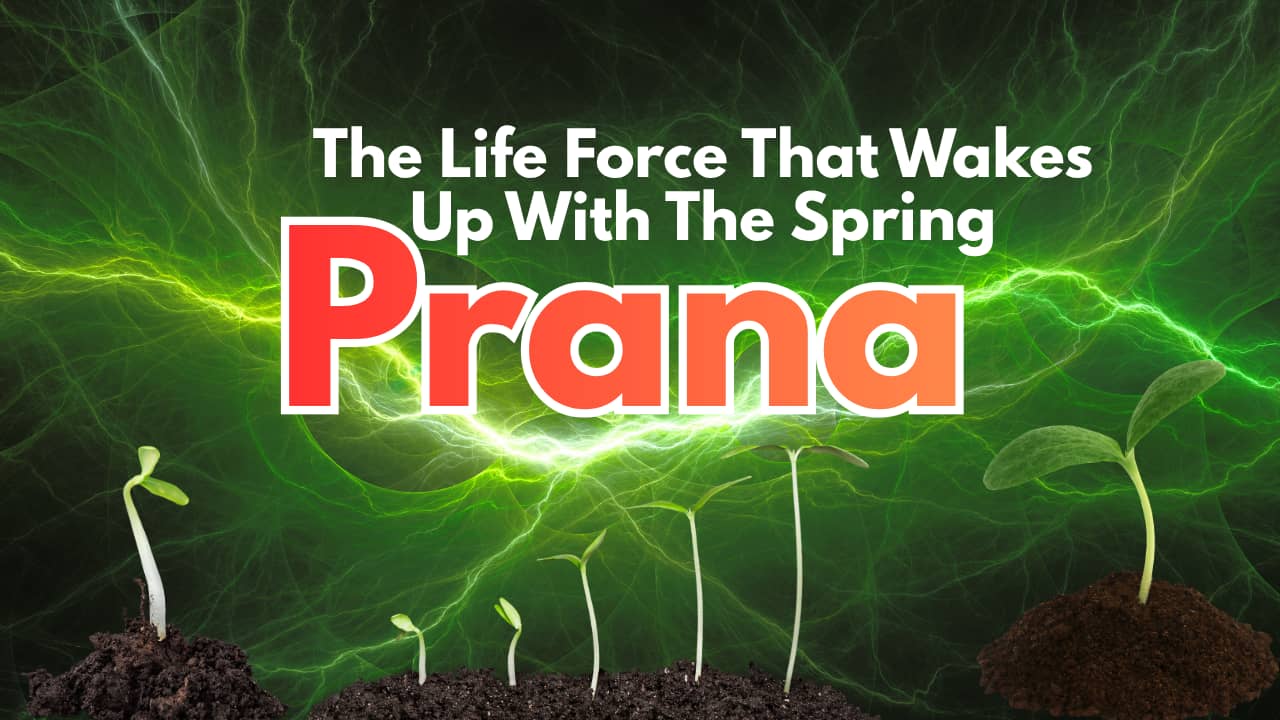 The Life Force That Wakes Up With The Spring