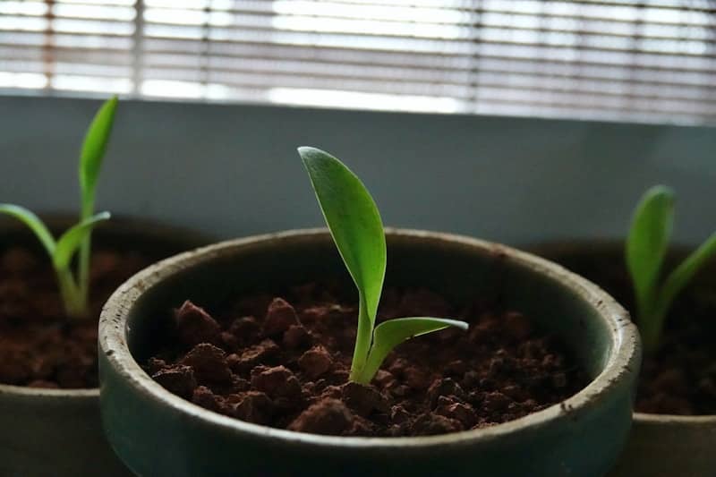 Three young plants growing in small pots