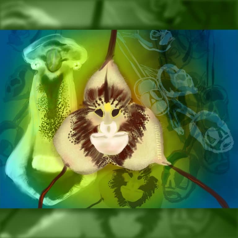 Digital drawing. Composite. At center, a flower with three petals shaped like teardrops, one petal at top, two below, each with long tips that extend out of frame. The petals’ coloring combined to form the face of a monkey. Behind and at right are bright and shadowy overlapping outlines and silhouettes of a stem with branches that terminate in skull shapes. Behind and below the main flower is a smaller flower with a monkey face tilted to the right, its monochrome color fading into the background. Behind and at left, depicted in glowing monochrome is a flower that appears like a figure wearing a wide-brimmed hat and a flowing cloak. Behind this glowing figure at left is another silhouette of the skull shapes. Watermark of “Storyfeather” along the edge of petal at right.