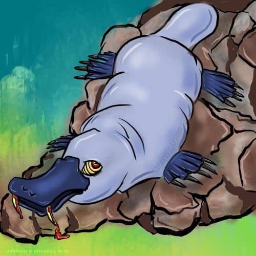 Digital drawing. A platypus lying on a rock. Body oriented diagonally with face at bottom left. Two bloody fangs extend from the bill. The one visible eye has a red iris and a hypnotic pattern of concentric circles. Watermark of “Storyfeather” along bottom of body, left side. Copyright notice at bottom left reads, “Copyright © 2023 Nila L. Patel”