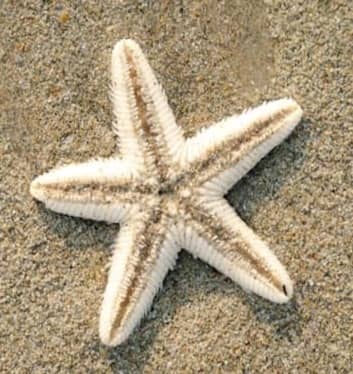 A white starfish laying on top of a sandy beach