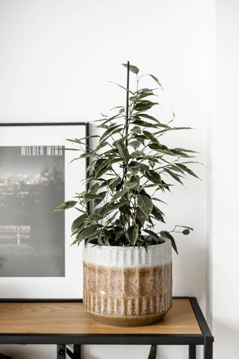 a potted plant sitting on top of a wooden table