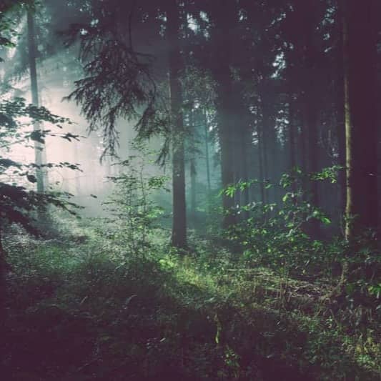 trees on forest with sun rays