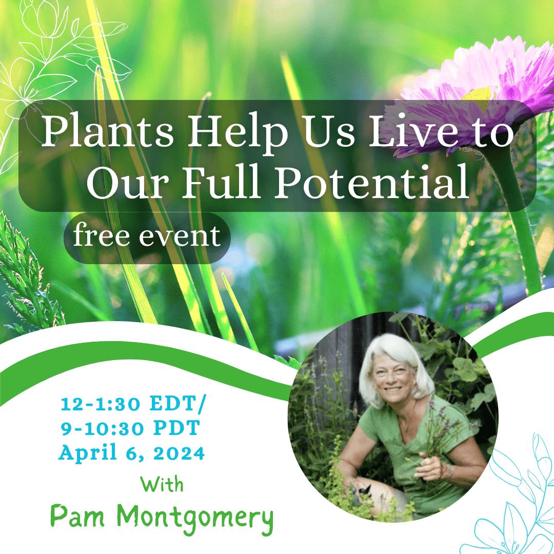 pink rose in bloom during daytime