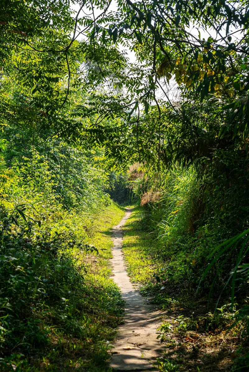 A narrow dirt path through a lush green forest.