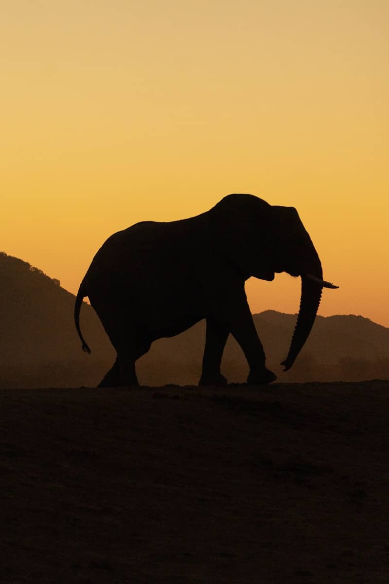 Silhouette of an elephant walking at sunset