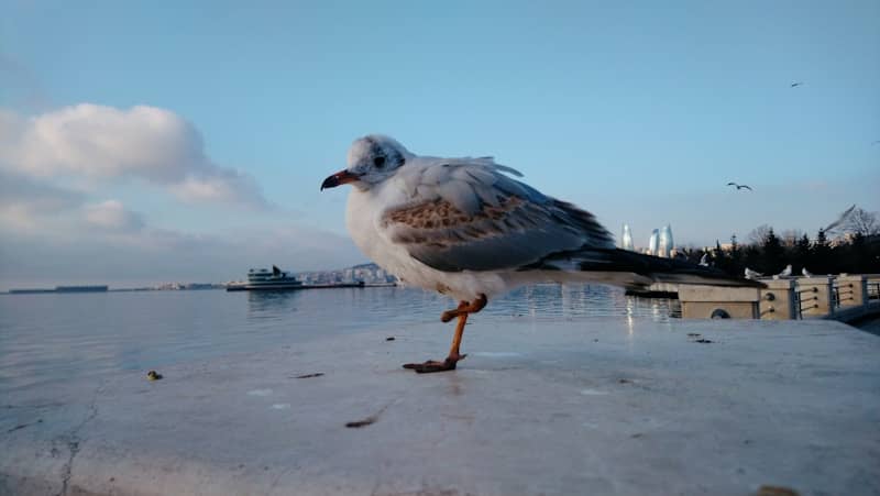A seagull stands on a ledge with a cloudy sky.