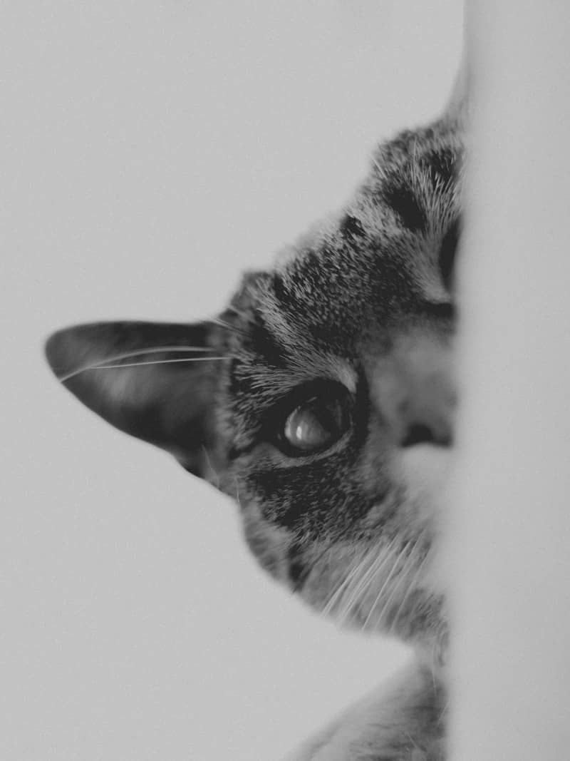 A black and white photo of a cat peeking out from behind a wall