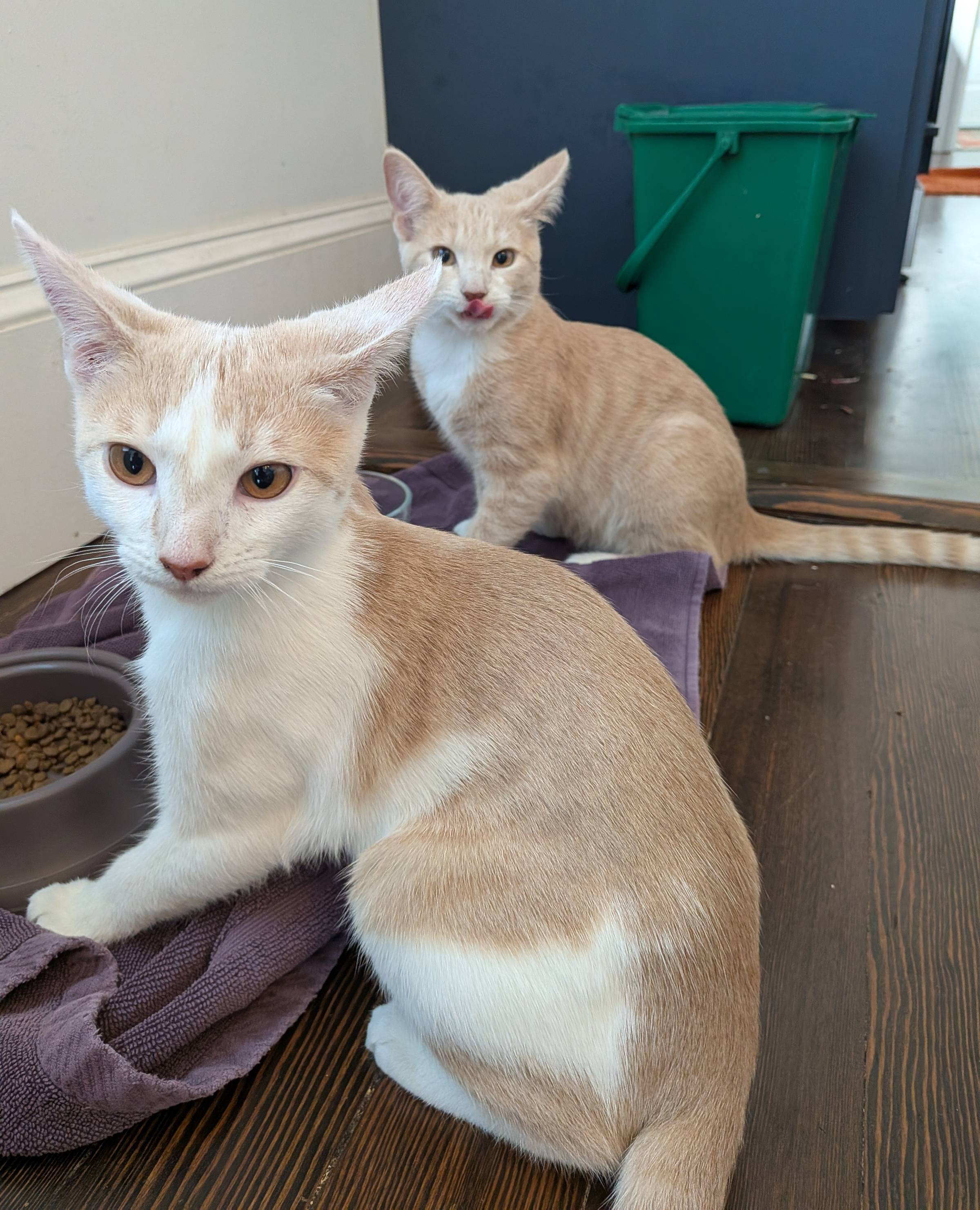 Two cream-and-white kittens