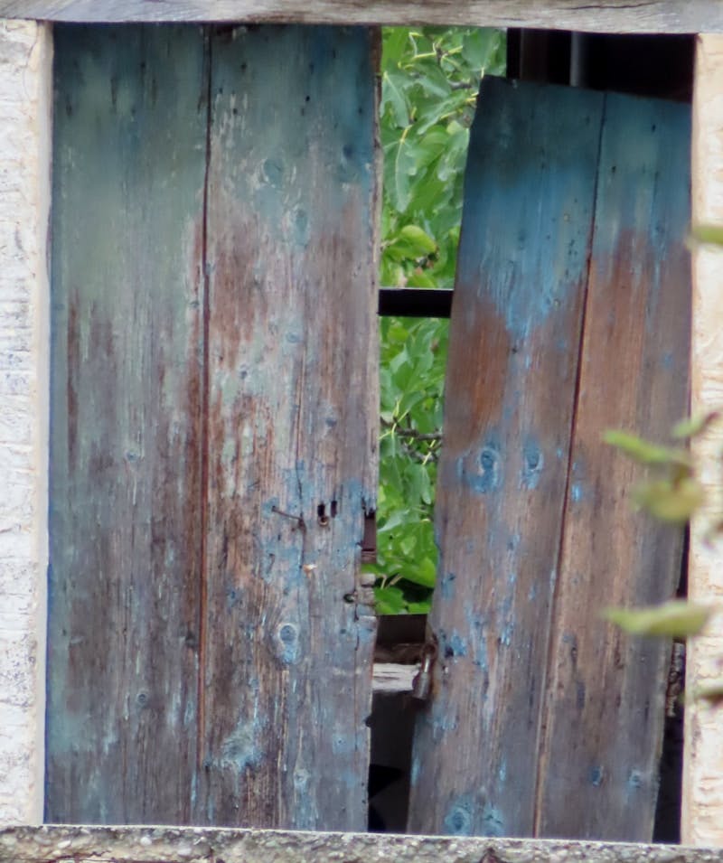 An open wooden door with a bird sitting on top of it