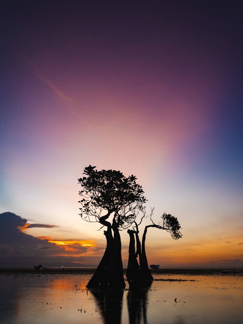 Silhouetted trees stand against a vibrant sunset sky.