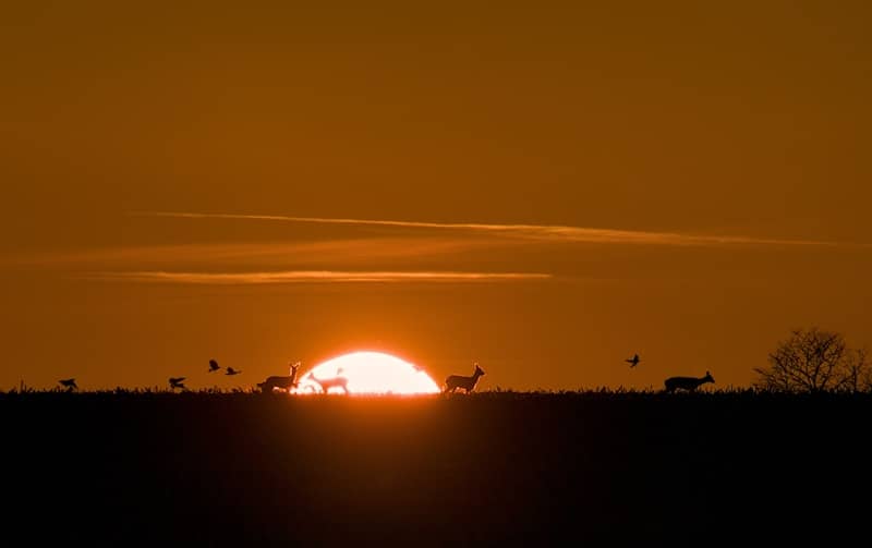 The sun is setting over a field with animals