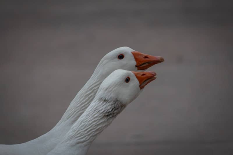 Two white geese with orange beaks side by side