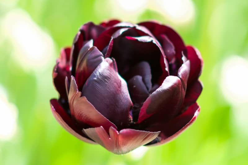 A close up of a flower with a blurry background