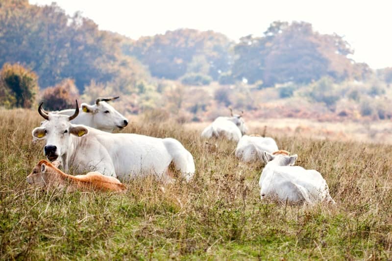 A herd of cattle standing on top of a grass covered field