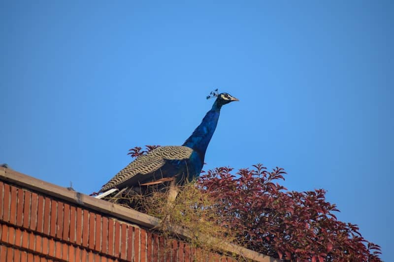 A peacock stands on a rooftop with blue sky.