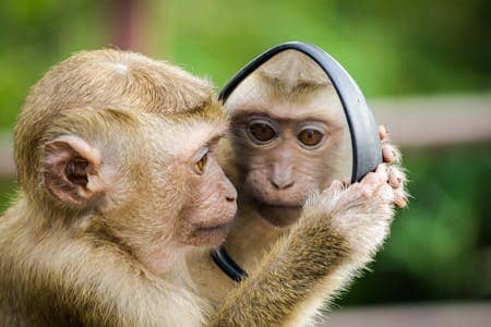 Photo by Andre Mouton: https://www.pexels.com/photo/closeup-photo-of-primate-1207875/