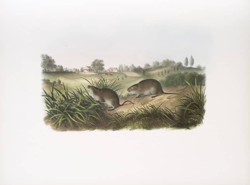 Rare Book Division, The New York Public Library. "Arvicola Pennsylvanicus, Wilson's Meadow Mouse. Natural size." The New York Public Library Digital Collections. 1845 - 1848. https://digitalcollections.nypl.org/items/510d47da-781d-a3d9-e040-e00a18064a99