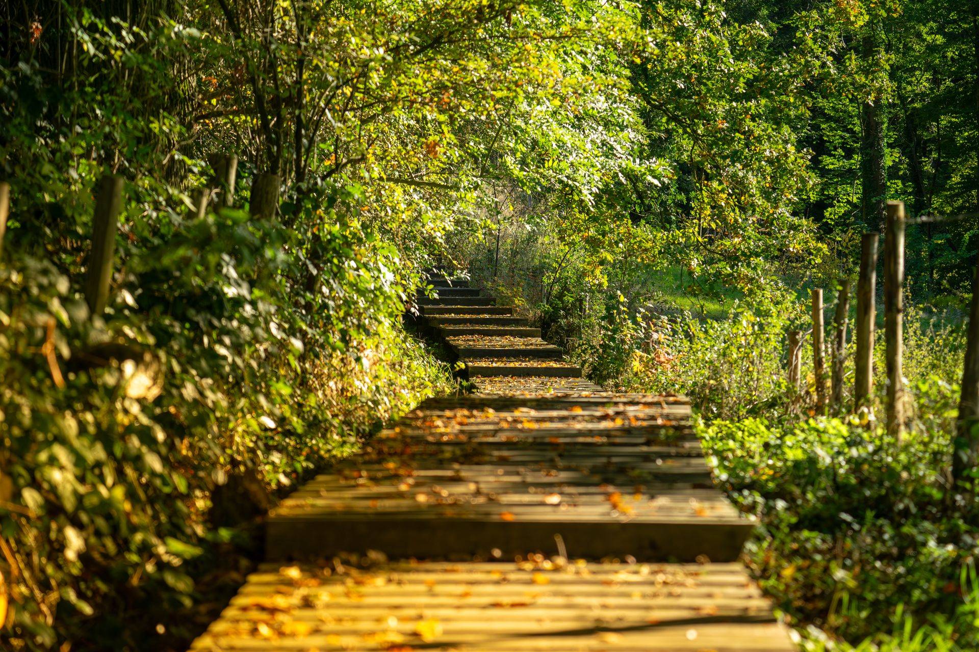 Wooden pathway leading through a sunlit green forest