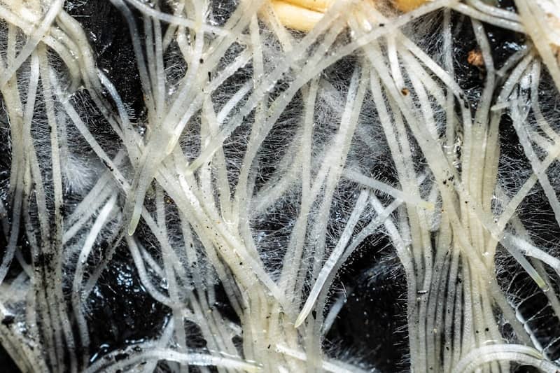 Close-up of plant roots growing in dark soil, surrounded by white fuzz.