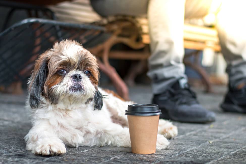 Jet Set Pets Tampa Bay Wet Noseletter for the Week of October 8, 2025