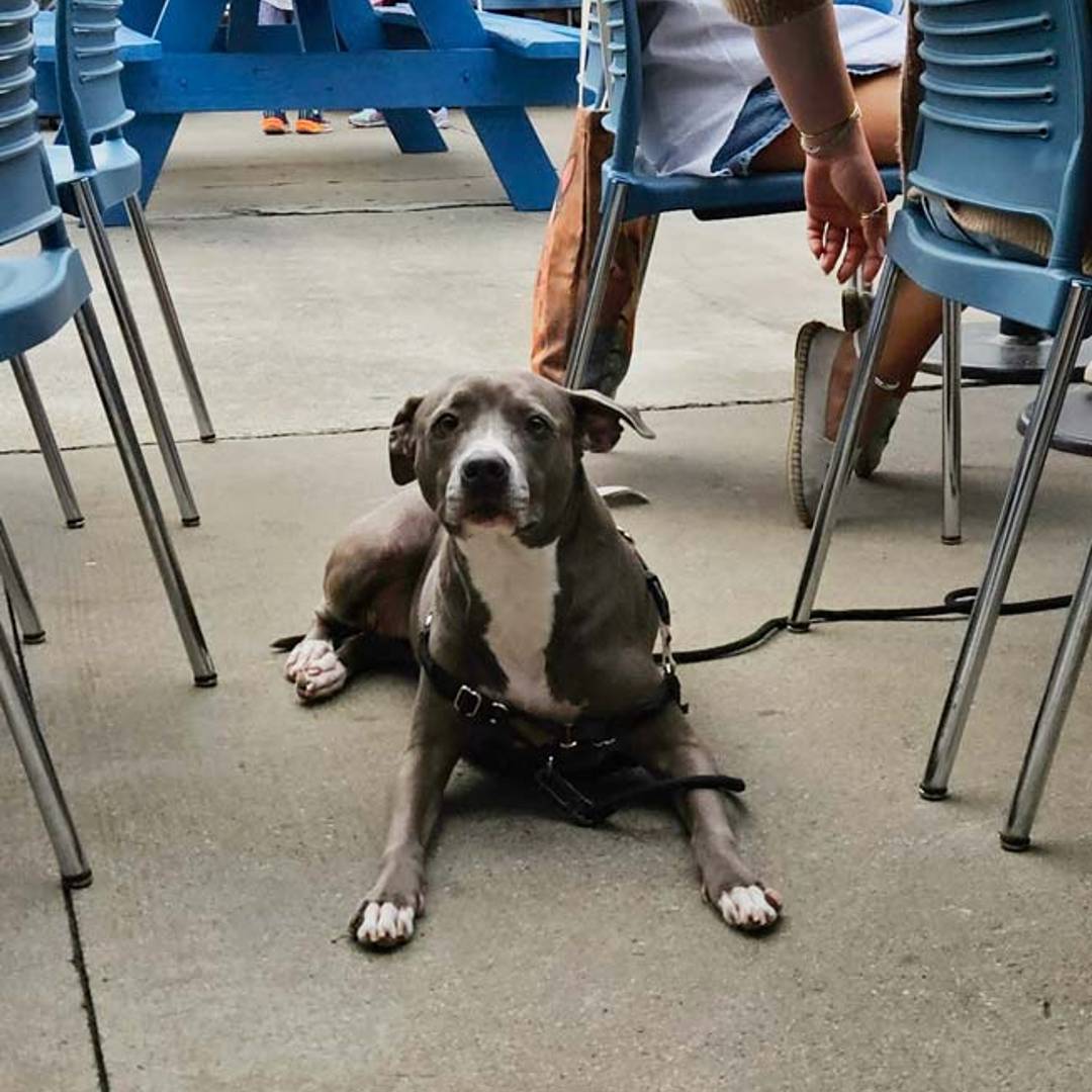 Anable Basin Sailing Bar & Grill Dog-Friendly Bar NYC