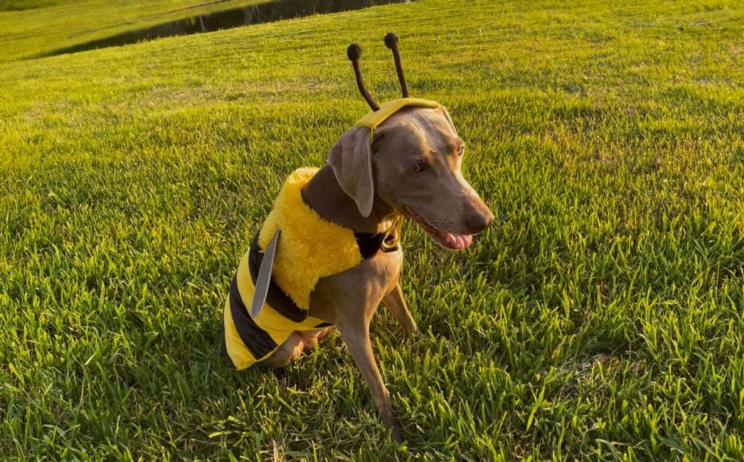 Jet Set Pets Tampa Bay Wet Noseletter October 1, 2025