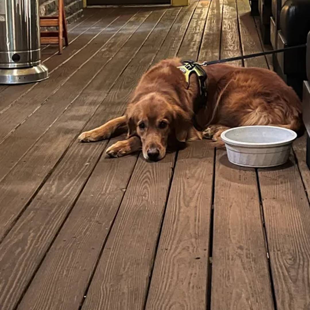 Three Birds Tavern Dog-Friendly Restaurant