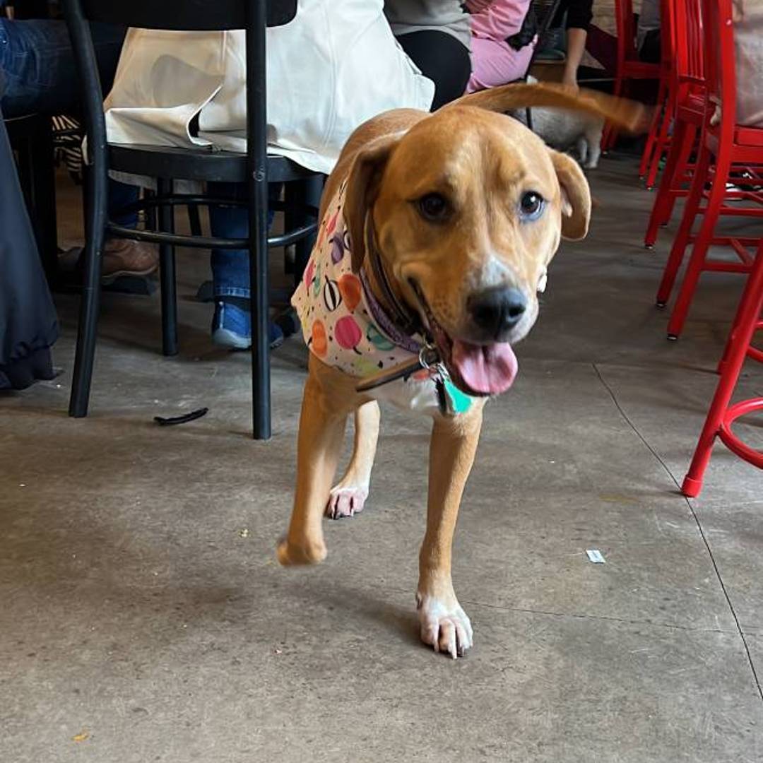 Dog-Friendly NYC Boris & Horton