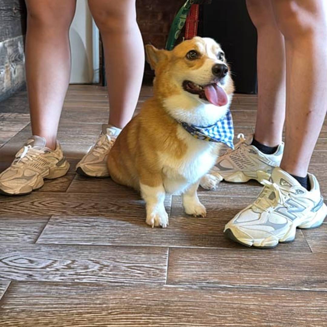 Chateau Le Woof dog-friendly bar