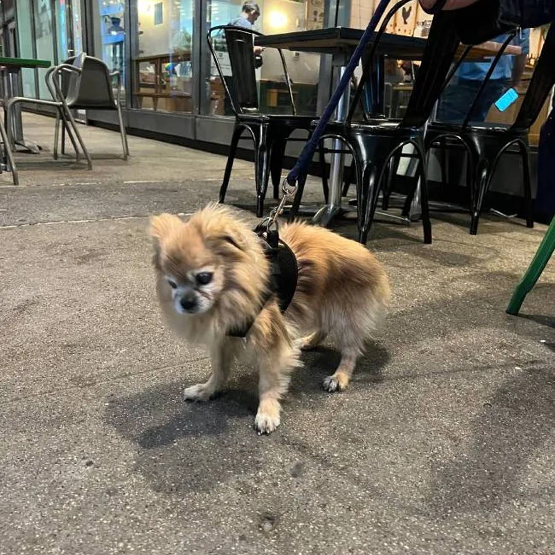 Westville Wall Street Dog Friendly NYC Restaurant