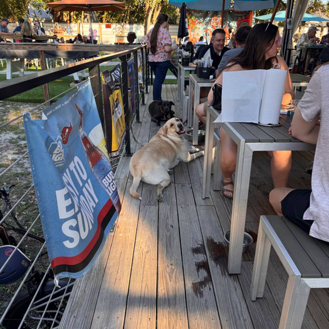 dog friendly bar restaurant the rollin mullet tampa fl